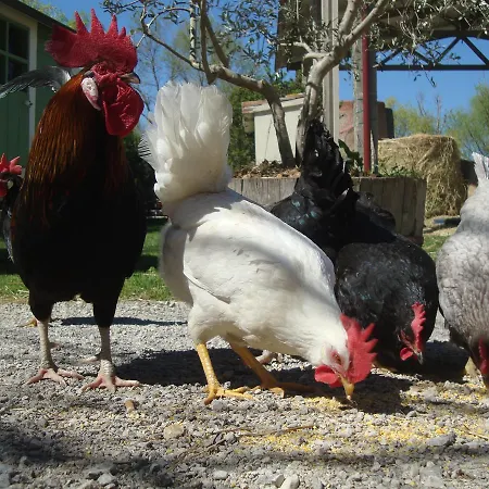 Fattoria Il Bruco ファームステイ *