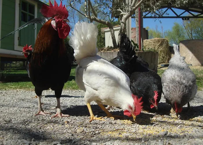 Fattoria Il Bruco Alloggio per agriturismo *